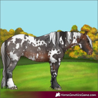 Horse Color:White Spotted Bay Appaloosa