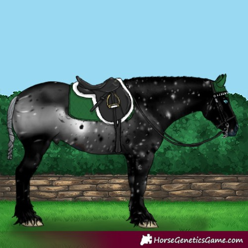 Horse Color:ERROR: UNKNOWN ANOMALY