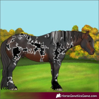 Horse Color:White Spotted Brown