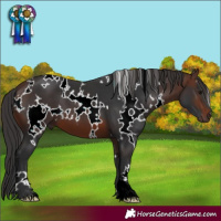 Horse Color:White Spotted Brown 