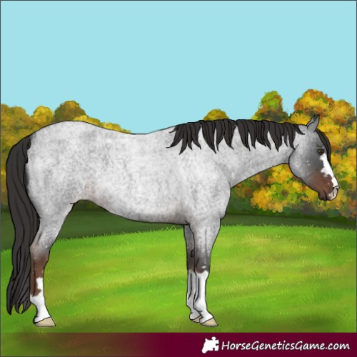 Horse Color:Liver Red Roan 