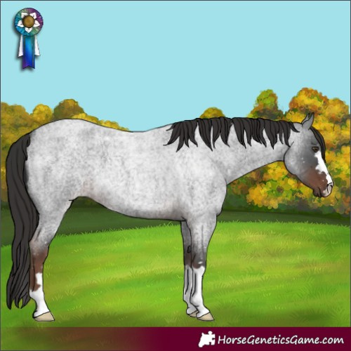 Horse Color:Liver Red Roan 