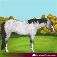 Horse Color:Liver Red Roan 