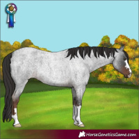 Horse Color:Liver Red Roan 