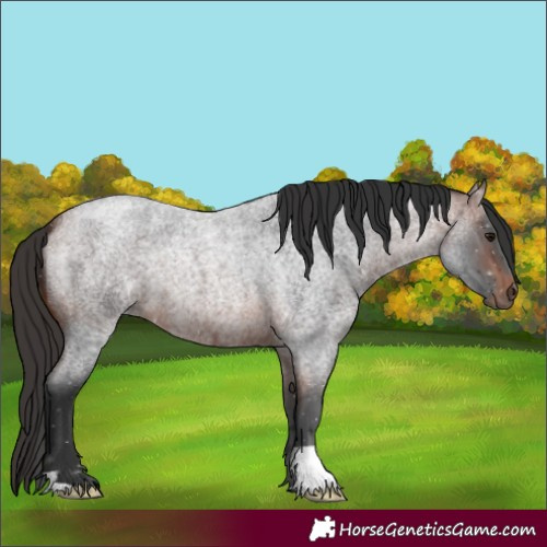 Horse Color:Bay Roan 