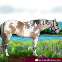 Horse Color:White Spotted Buckskin