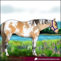 Horse Color:White Spotted Buckskin 