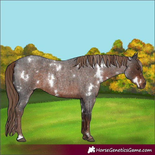 Horse Color:White Spotted Liver Red Roan 