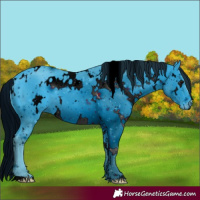 Horse Color:ERROR: UNKNOWN ANOMALY