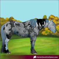 Horse Color:ERROR: UNKNOWN ANOMALY