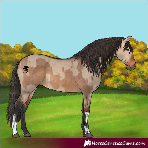 Horse Color:Bay Dun  and Bay Dun 