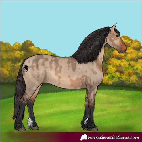 Horse Color:Bay Dun  and Bay Dun 