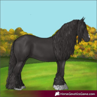 Horse Color:Smoky Black 