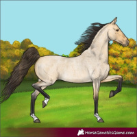 Horse Color:Buckskin Roan Dun