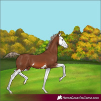 Horse Color:Chestnut Splash 