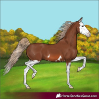 Horse Color:Chestnut Splash 