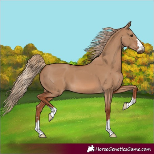 Horse Color:Red Dun