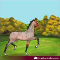 Horse Color:Bay Roan