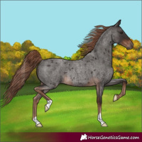 Horse Color:Liver Red Roan Rabicano 
