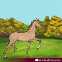 Horse Color:Red Dun Tobiano 
