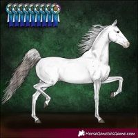 Horse Color:Bay Fewspot 