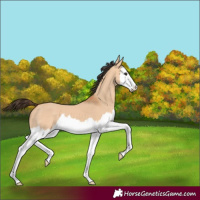 Horse Color:Bay Dun Splash 