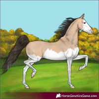 Horse Color:Bay Dun Splash