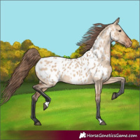 Horse Color:Bay Dun Appaloosa 