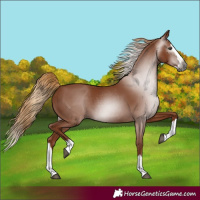 Horse Color:Gray Chestnut Splash 