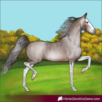 Horse Color:Gray Bay Roan Splash Appaloosa