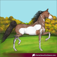 Horse Color:Bay Sabino Frame 