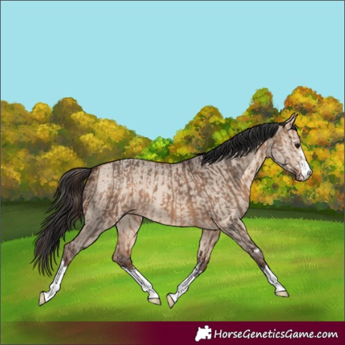 Horse Color:Brown Dun  and Sable Champagne Dun 