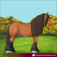 Horse Color:Bay 