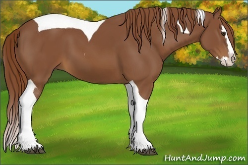 Horse Color:Chestnut Splash Tobiano