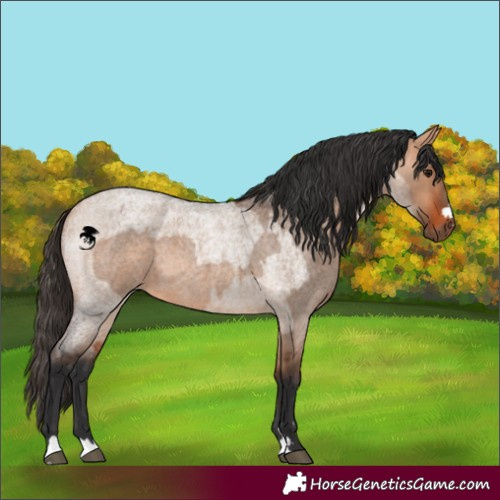 Horse Color:Bay Roan Dun  and Bay Roan Dun 