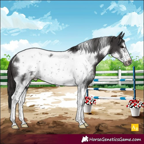 Horse Color:Smoky Black Sabino Tobiano Frame Rabicano