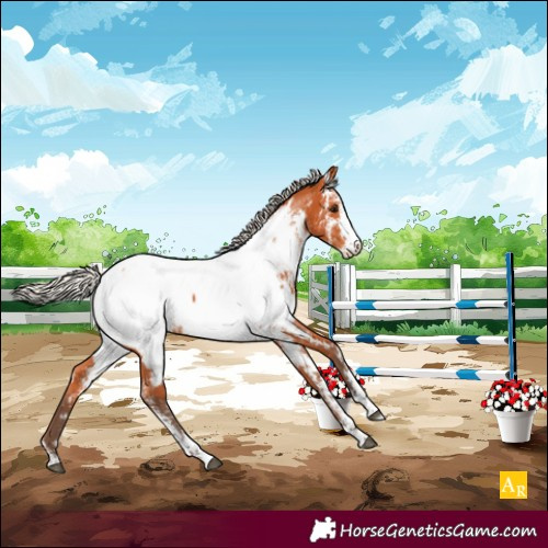 Horse Color:Silver Bay Sabino Appaloosa 