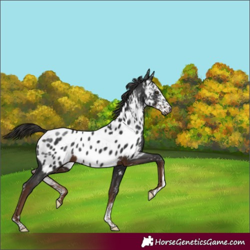 Horse Color:Gray Liver Chestnut Sabino Appaloosa 