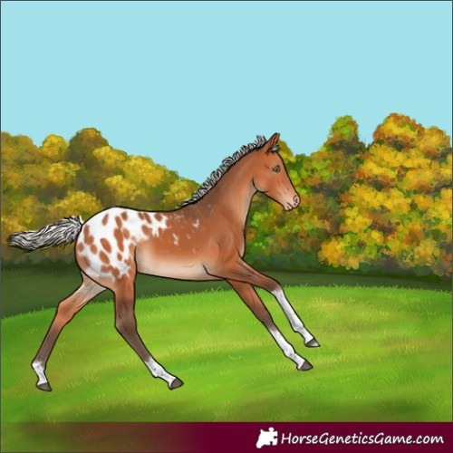 Horse Color:Silver Bay Tobiano Appaloosa