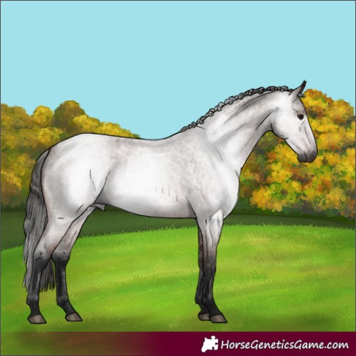 Horse Color:Gray Bay Roan
