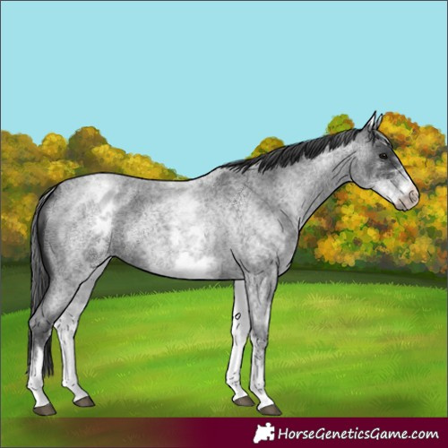 Horse Color:White Spotted Blue Roan 