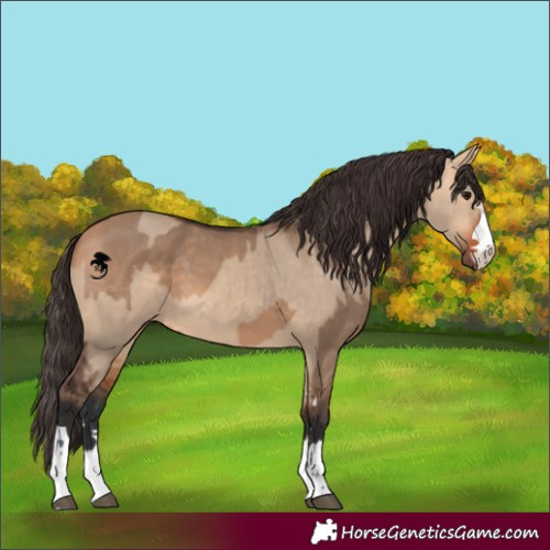 Horse Color:Bay Dun  and Bay Dun 