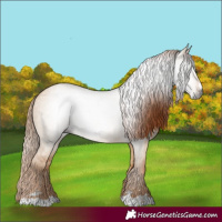 Horse Color:Gray Red Dun 