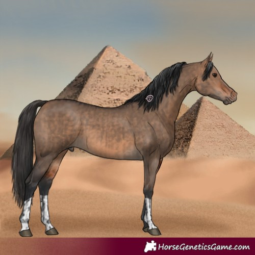 Horse Color:Bay Dun  and Bay Dun 