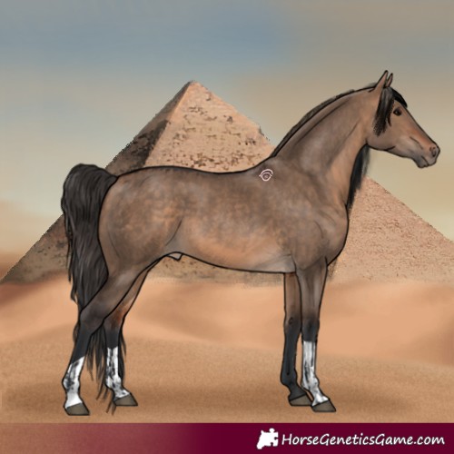 Horse Color:Bay Dun  and Bay Dun 