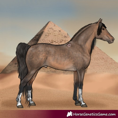 Horse Color:Bay Dun  and Bay Dun 