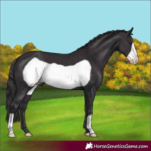 Horse Color:Smoky Black Frame 