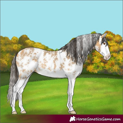 Horse Color:Buckskin Sabino Splash 