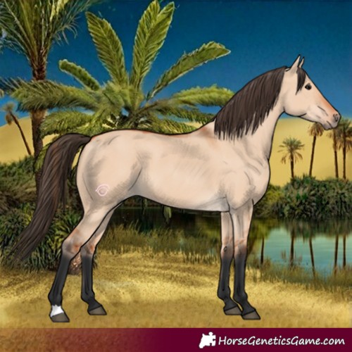 Horse Color:Bay Dun