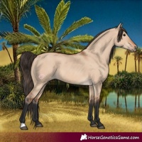 Horse Color:Bay Dun